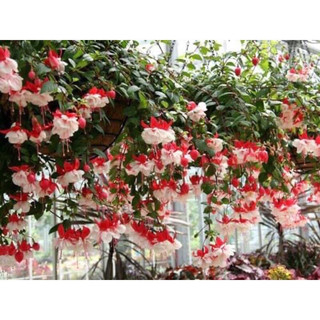 Cây giống lồng đèn búp bê (1 cây) tặng kèm phân bón