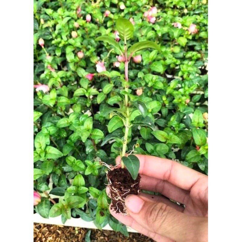 Cây giống lồng đèn búp bê  tặng kèm phân bón