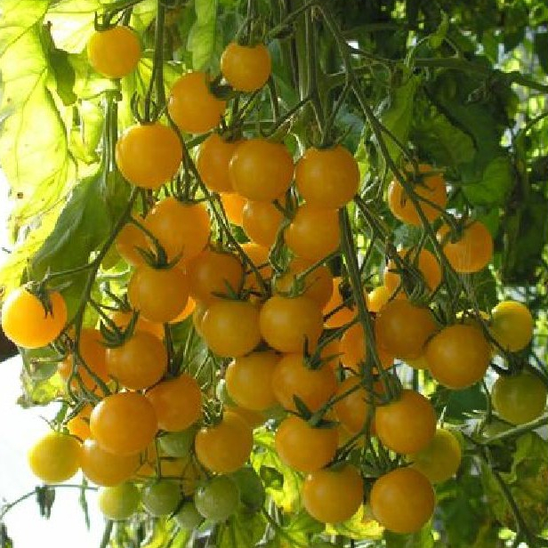 Hạt giống cà chua bi dây vàng ( cà chua cherry vàng ) gói 30 hạt