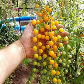 Hạt giống cà chua bi dây vàng ( cà chua cherry vàng ) gói 30 hạt