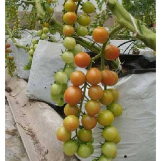 Hạt giống cà chua bi dây vàng ( cà chua cherry vàng ) gói 30 hạt