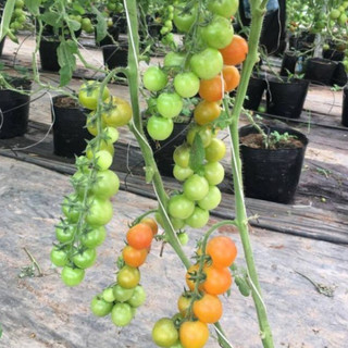 Hạt giống cà chua bi dây vàng ( cà chua cherry vàng ) gói 30 hạt