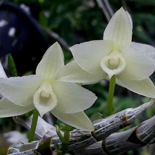 hoa lan trầm hương đột biến( 1 khóm)