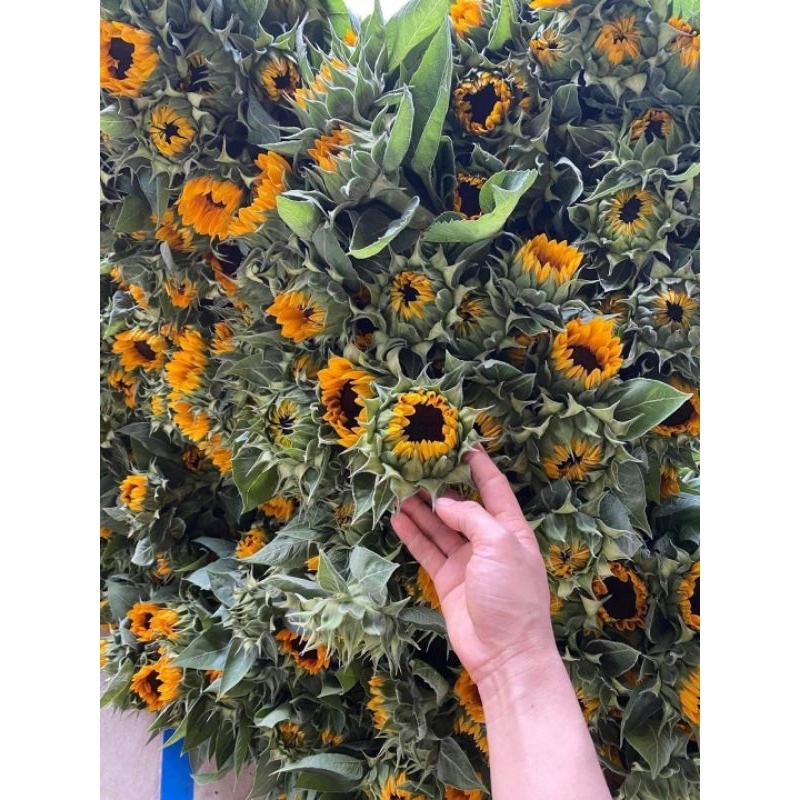 50 hạt giống hướng dương cắt cành sakata nhật bản chuẩn hình hoa