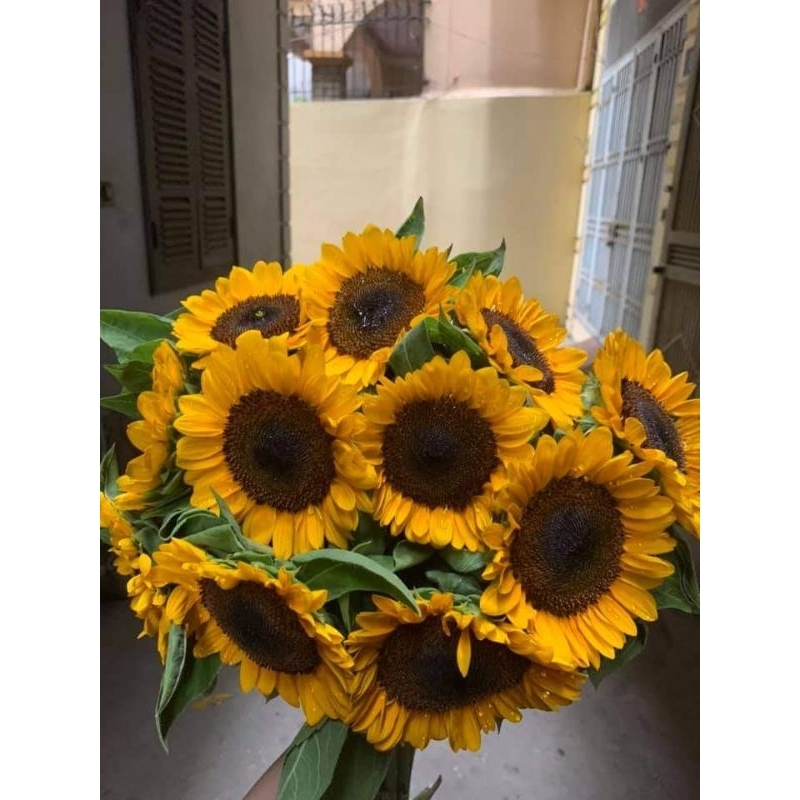 50 hạt giống hướng dương cắt cành sakata nhật bản chuẩn hình hoa