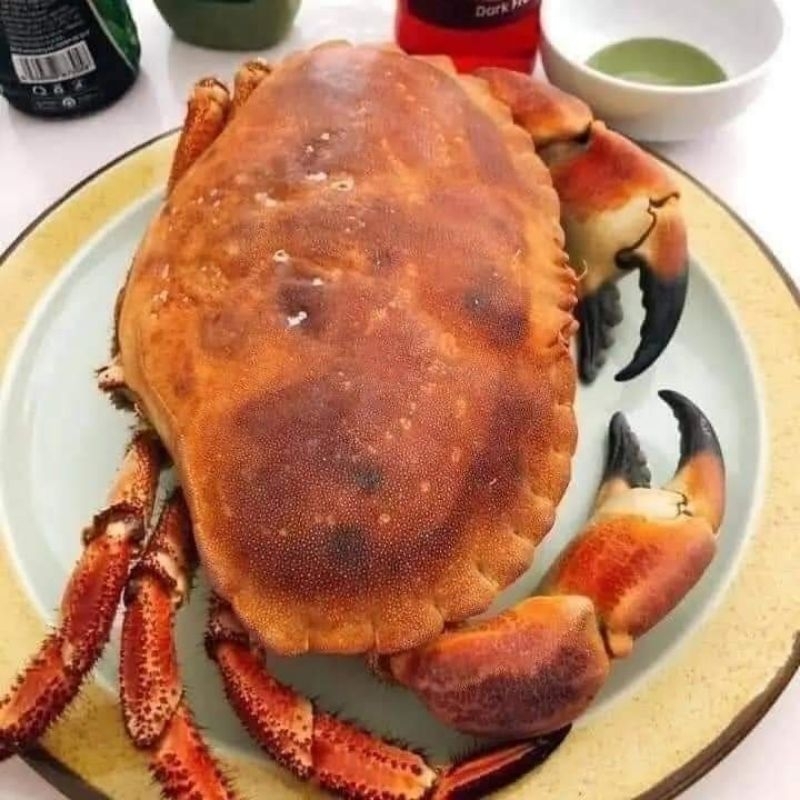 CUA NÂU SIÊU NHIỀU GẠCH SCOTLAND