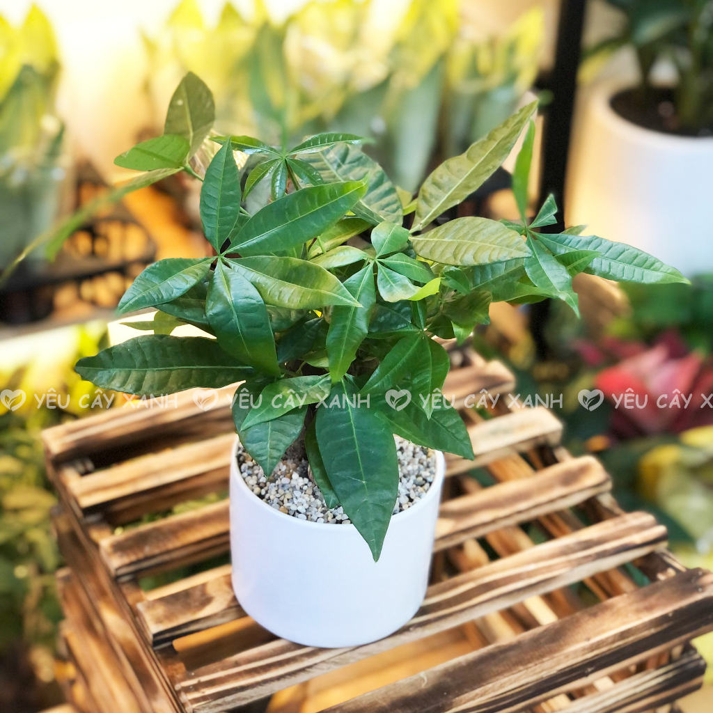Cây Kim Ngân 3 thân - Cây Kim Ngân tam lộc để bàn kèm chậu gốm sứ