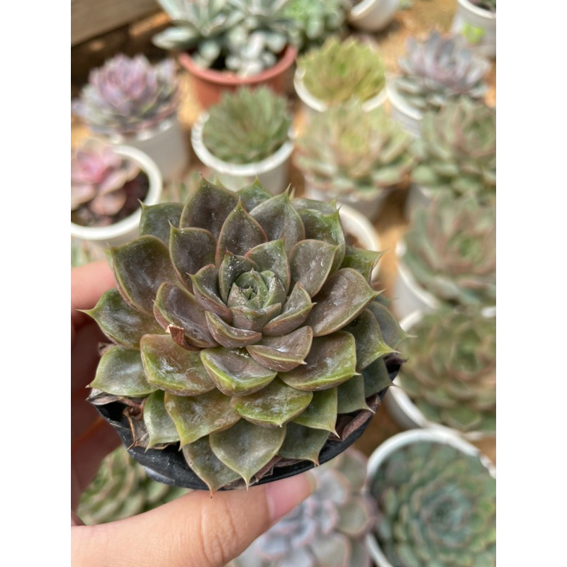 Sen đá NHIỀU LOẠI bầu đen - Size từ 4cm - 5cm - Vườn Đà Lạt Momfarm