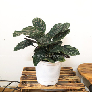 Cây Đuôi Công Tím size để bàn - Calathea Medallion
