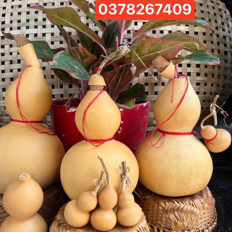 Bầu Hồ Lô.Bầu mini. Bầu hồ lô phong thuỷ , cầu con , thu hút tài lộc ,làm sạch hạt .