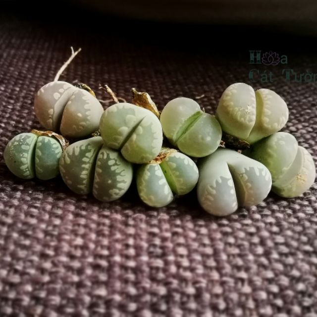LITHOPS- Otzeniana Chân Khủng Long