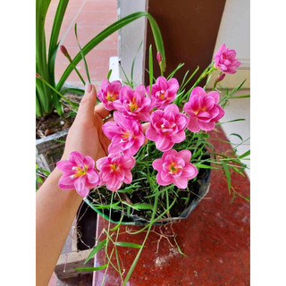 Huệ mưa ngoại hồng
