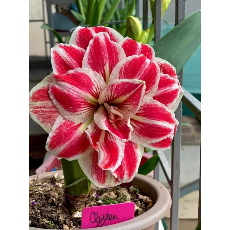 Củ hoa Huệ Tây cánh kép(2 củ nhỏ 1cm)