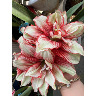 Củ hoa Huệ Tây cánh kép(2 củ nhỏ 1cm)