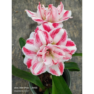 Củ hoa Huệ Tây cánh kép(2 củ nhỏ 1cm)
