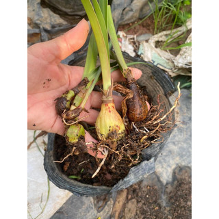 Củ hoa Huệ Tây cánh kép(2 củ nhỏ 1cm)