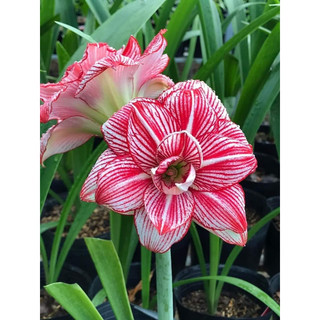 Củ hoa Huệ Tây cánh kép(2 củ nhỏ 1cm)