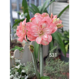 Củ hoa Huệ Tây cánh kép(2 củ nhỏ 1cm)