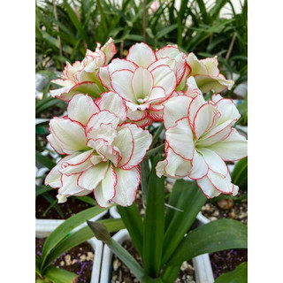 Củ hoa Huệ Tây cánh kép(2 củ nhỏ 1cm)