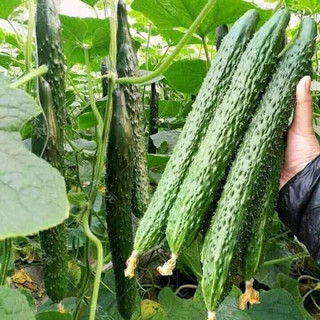 HẠT GIỐNG DƯA CHUỘT KIẾM NHẬT 20 HẠT