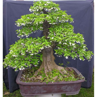 Cây mai chiếu thủy