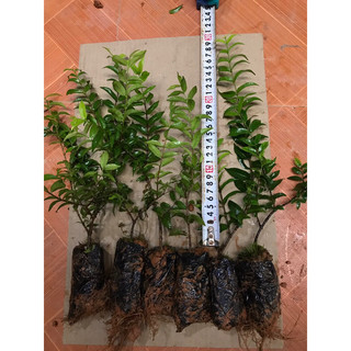 Cây mai chiếu thủy
