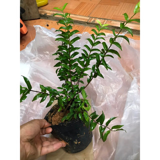 Cây mai chiếu thủy