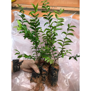 Cây mai chiếu thủy
