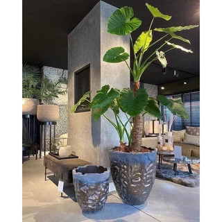 Ráy voi chơi kiểng lá(1 cây)