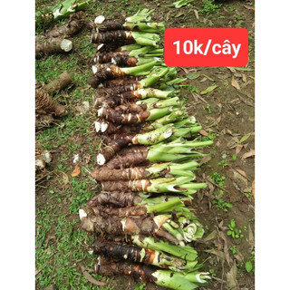 Ráy voi chơi kiểng lá(1 cây)