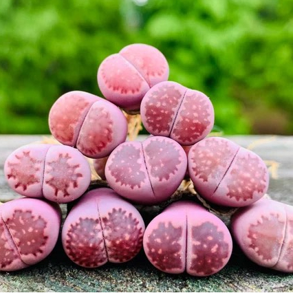 Lithops Sen Đá Mông Dòng Sato's Violet Tím Siêu Đẹp Size 0.7-1.2cm