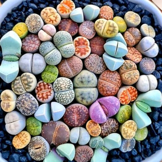 (MUA 5 TẶNG 1) SEN ĐÁ MÔNG BÁN LẺ, LIPHOPS MÀU VÂN ĐẸP SIZE MINI CUTE, LỖI 1 ĐỔI 2