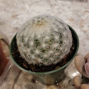 Xương Rồng Plumosa Mami Trắng Tuyết Size 5-7cm