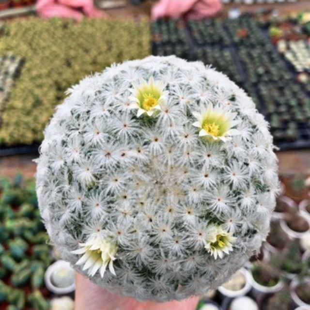 Xương Rồng Plumosa Mami Trắng Tuyết Size 5-7cm