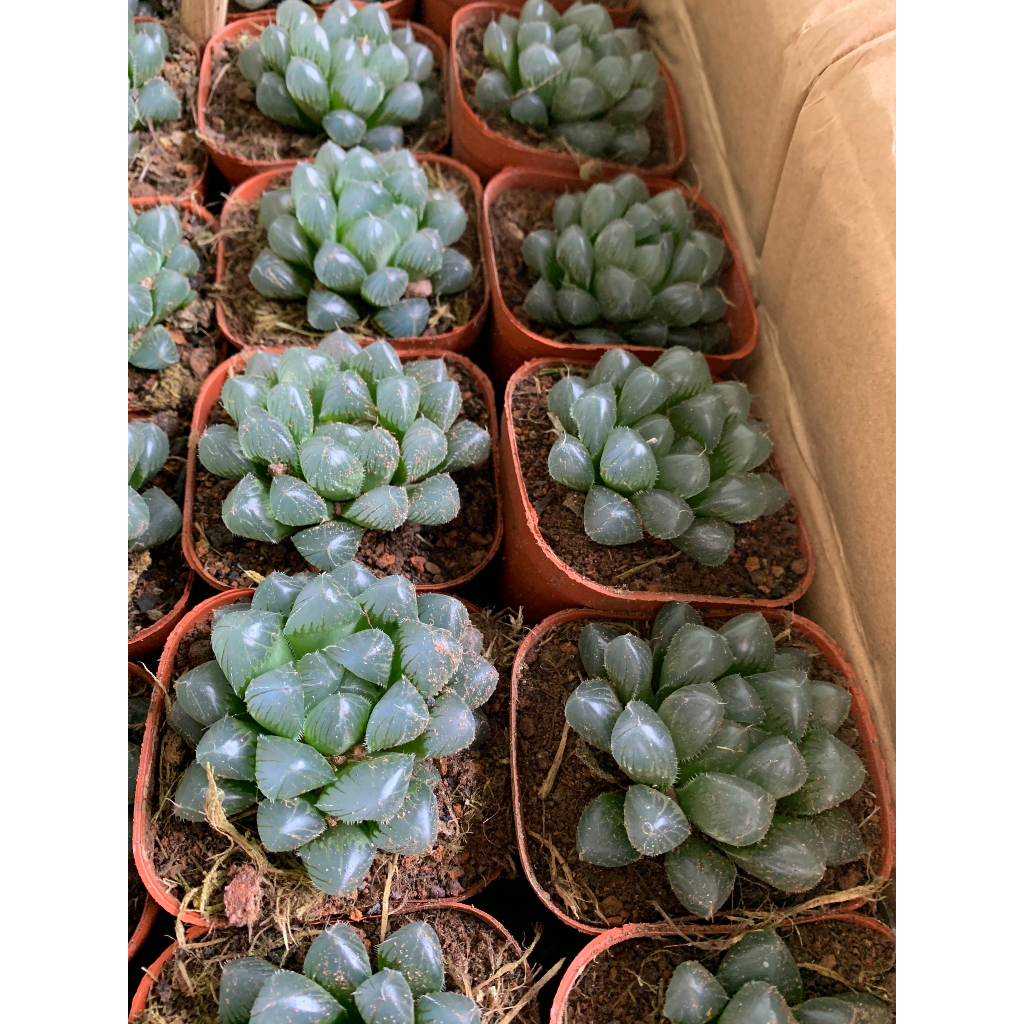 Sen Đá Haworthia Cooperi Size 5-7cm Siêu Khỏe, Thuần Dưỡng