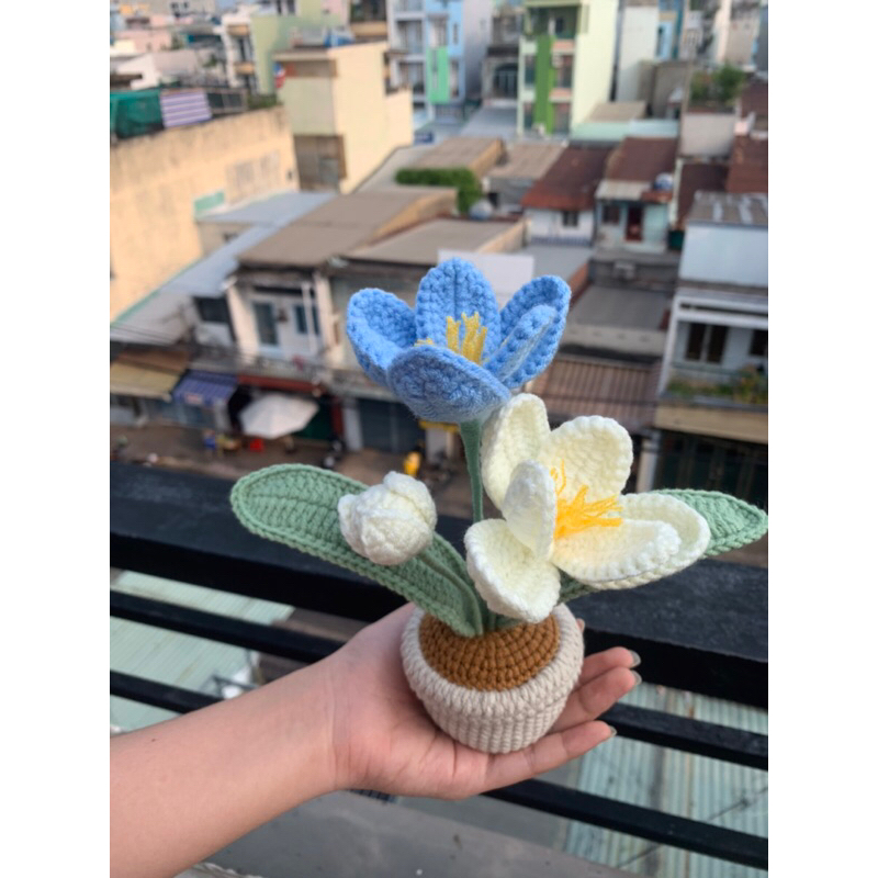 Chậu Hoa Tulip Dream Handmade