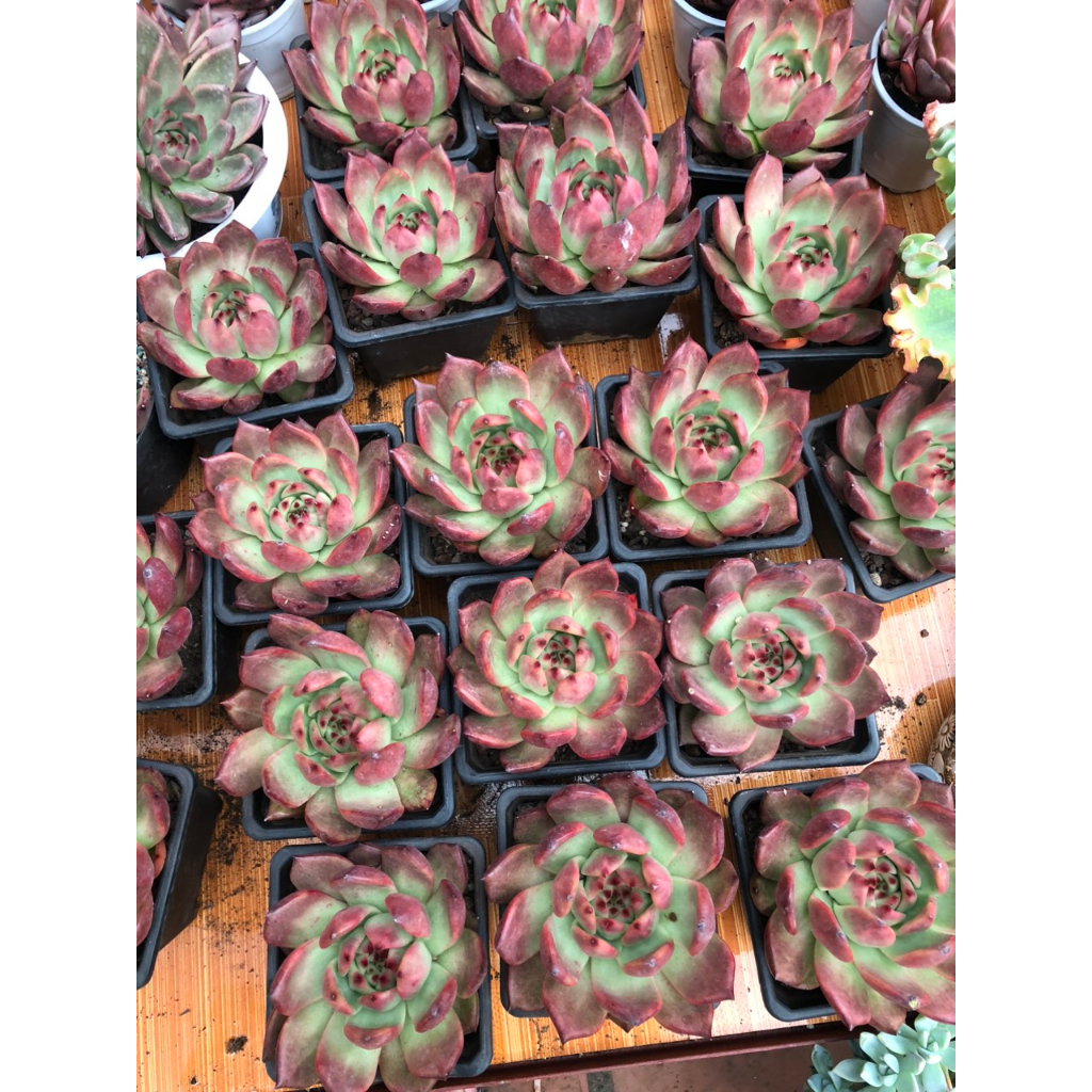 Sen đá đế đỏ