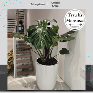 Trầu Bà Monsteza trồng trong nhà cao 70cm | Lỗi 1 đổi 1, tán rộng, thu hút ánh nhìn, trang trí nhà cửa