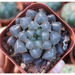 Sen Đá Haworthia Cooperi Size 5-7cm Siêu Khỏe, Thuần Dưỡng