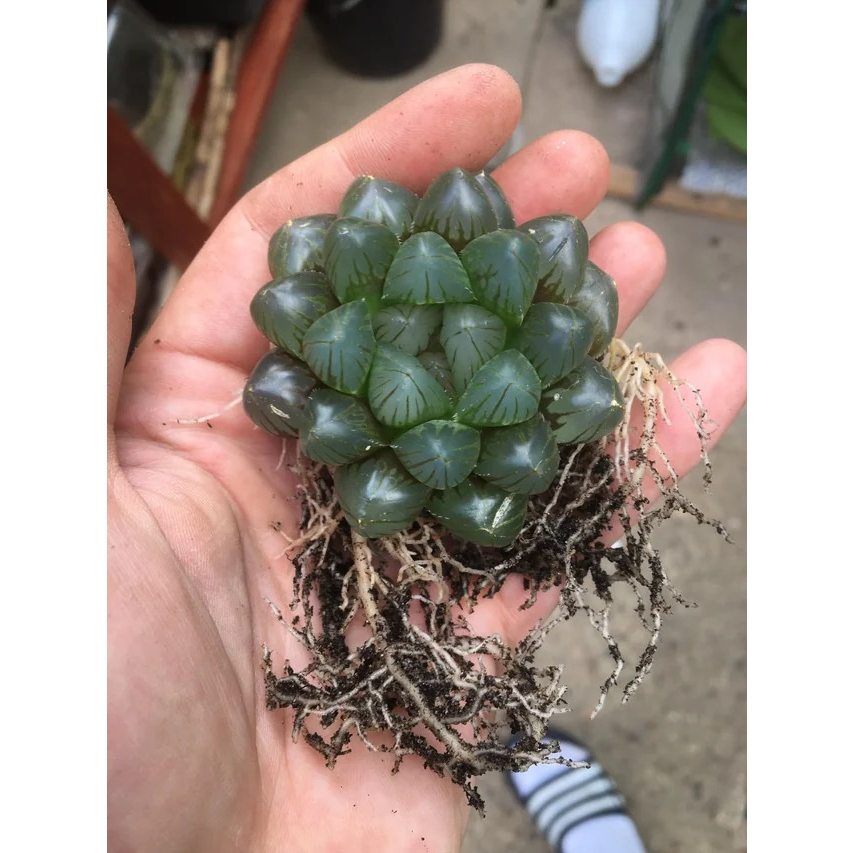 Sen Đá Haworthia Cooperi Size 5-7cm Siêu Khỏe, Thuần Dưỡng