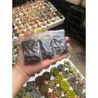 Phân Bón Tan Chậm (50g) Lên Màu Cho Sen Đá, Viên Nén