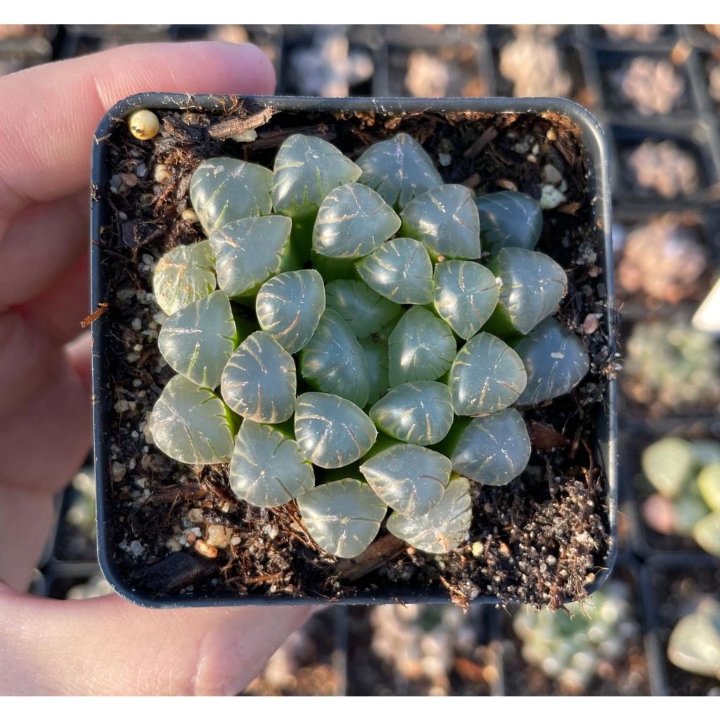 Sen Đá Haworthia Cooperi Size 5-7cm Siêu Khỏe, Thuần Dưỡng