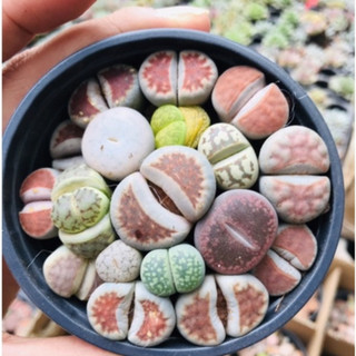 Chậu Sen Mông Nhiều Màu- Sen Đá Lithops Thạch Lan