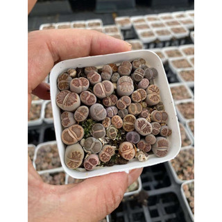 Chậu Sen Mông Nhiều Màu- Sen Đá Lithops Thạch Lan