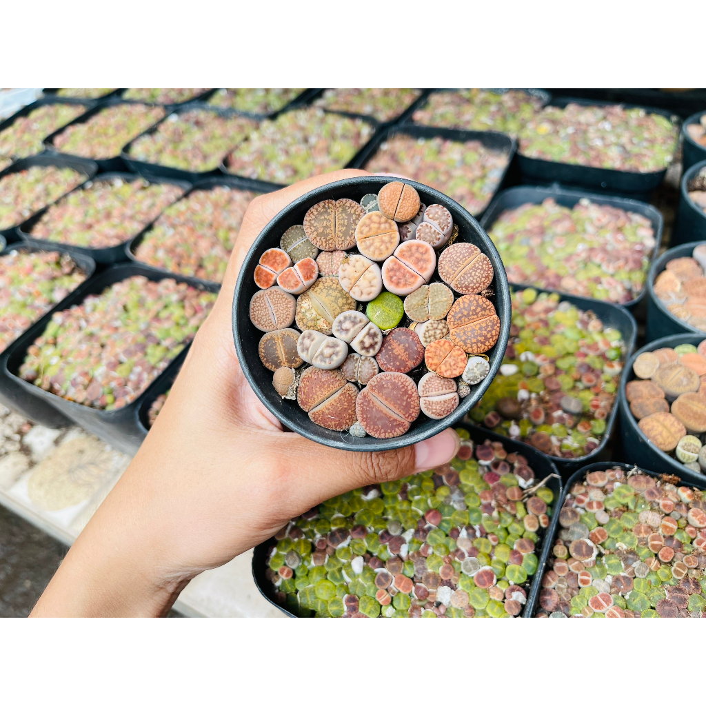 Chậu Sen Mông Nhiều Màu- Sen Đá Lithops Thạch Lan