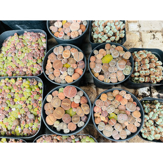 Chậu Sen Mông Nhiều Màu- Sen Đá Lithops Thạch Lan