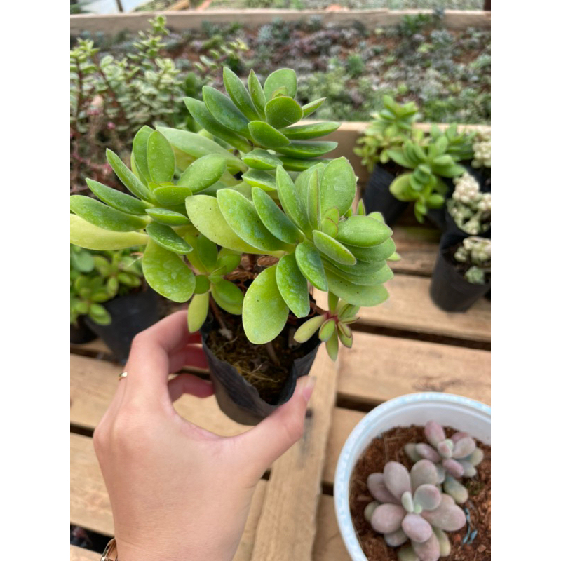 Sen đá NHIỀU LOẠI bầu đen - Size từ 4cm - 5cm - Vườn Đà Lạt Momfarm