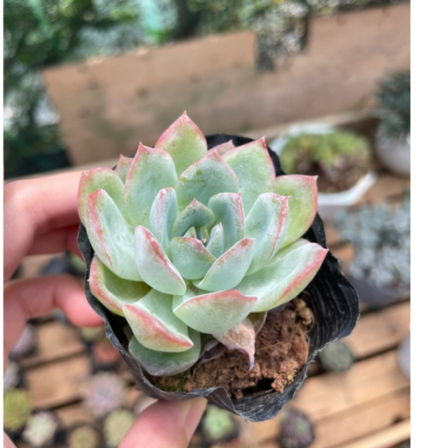 Sen đá NHIỀU LOẠI bầu đen - Size từ 4cm - 5cm - Vườn Đà Lạt Momfarm