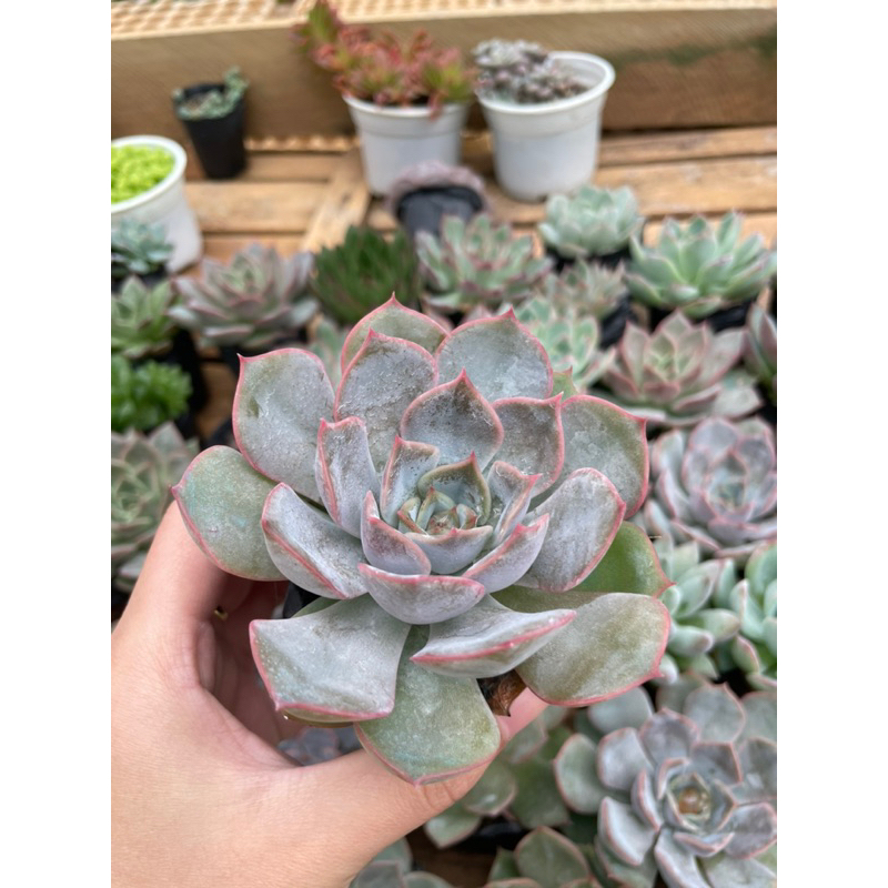 Sen đá NHIỀU LOẠI bầu đen - Size từ 4cm - 5cm - Vườn Đà Lạt Momfarm