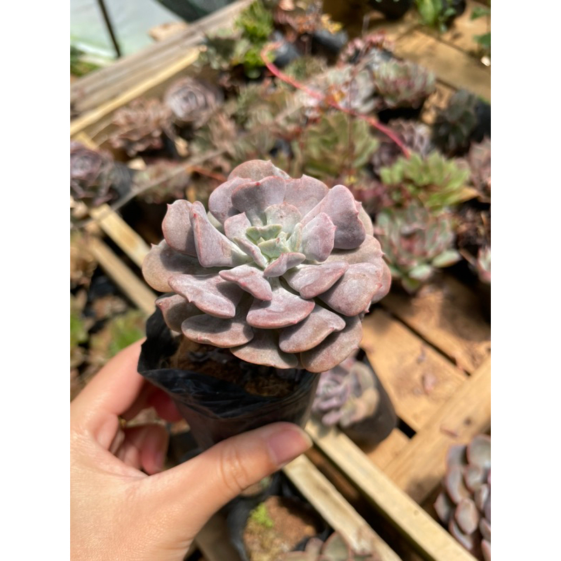 Sen đá NHIỀU LOẠI bầu đen - Size từ 4cm - 5cm - Vườn Đà Lạt Momfarm